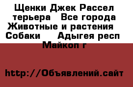 Щенки Джек Рассел терьера - Все города Животные и растения » Собаки   . Адыгея респ.,Майкоп г.